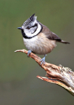 Crested Tit