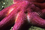 Solaster endeca