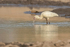 African Spoonbill