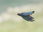 Chough portfolio