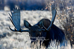 3HPhotography_Grand_Teton_OCT2025_00535