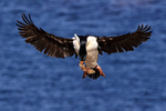 Imperial Shag slows to land at colony, Carcass Island, Falklands