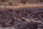 Hippo pool