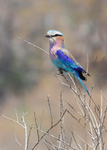 Lilac breasted Roller