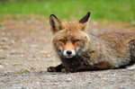 Red Fox