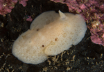 Jorunna tomentosa