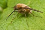 Bombylius major
