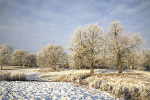 IMG_2066 FROSTED KNAVESMIRE  -13 copy