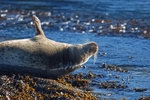 Atlantic Grey Seal