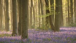 Soft light on bluebells