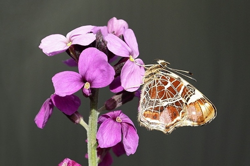 Map butterfly bred by myself in 2014