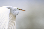Great Egret close in flight, Venice Rookery, Florida