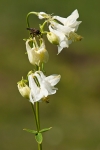 Columbine (White) #02