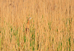 Bittern