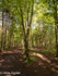Dunnottar Woods Paths, 2
