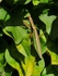 Praying Mantis