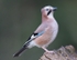 Jay
