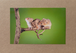 50 Harvest Mice