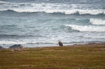 White-tailed Eagle