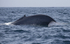 Blue Whale Fluke, Pico Island, Azores