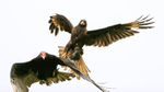 Striated Carcara attacking Turkey Vulture, Carcass Island, Falklands