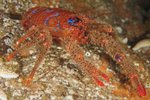 Galathea strigosa