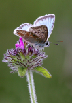 Chalkhill Blue