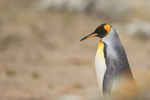 King Penguin, Saunders Island, Falklands