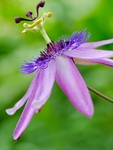 Passion Flower Close Up