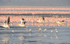 White pelicans flying.