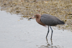 Reddish Egret