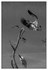 Birds - Monochrome - 09