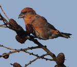 Male Crossbill