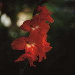 Gladiolus2