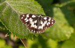 Marbled White Butterfly
