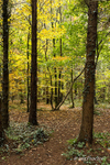 Woodland walk in Autumn