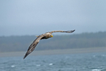 Sea Eagle portfolio