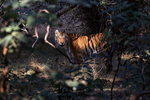 Tigress in sunlit forest clearing, Bandhavgarh, Madhyra Pradesh, India