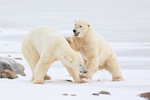 Male Polar Bears scrapping, Churchill, Canada