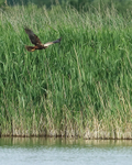 Marsh Harrier hunting low, Otmoor RSPB