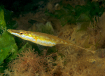 Spinachia spinachia