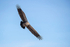 White-backed Vulture