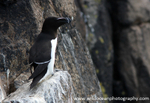 SBA020: Razorbill