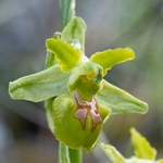Early spider orchid subspecies (Ophrys incubacea = (also O. sphegodes ssp atrata) -apochromic form