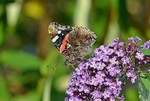 August 2019 - Red Admiral