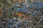 Woodcock