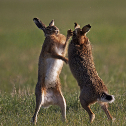 Hares boxing