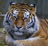 Amur (Siberian) Tiger portrait, Munich Zoo
