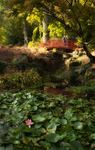 Japanese Garden