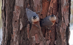 Kruper's Nuthatch